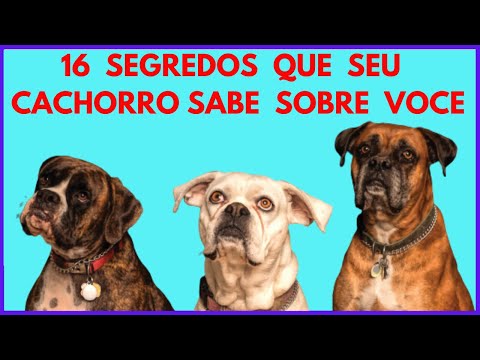 Vídeo: Pit Bull Momma acorrentado e criado repetidamente dá à luz uma última vez