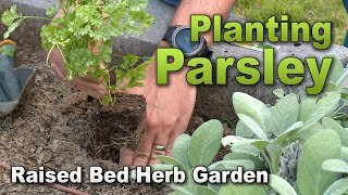 Plant Parsley – Herb Garden – Year Two – Raised-Bed