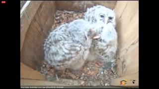 05022014_8:28 PM EDT_WBU Barred Owl Cam_Adorable Wing Stretches and Allopreening