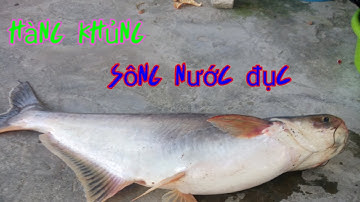 Câu cá tra sông lên hàng khủng