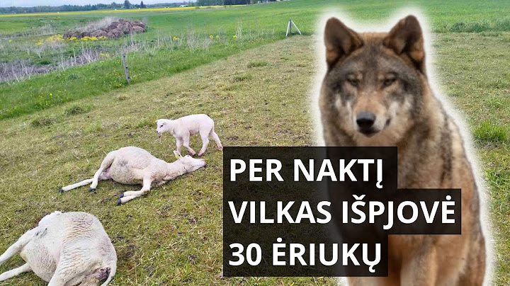 Tragiška naktis ūkyje. Vilkas išpjovė mažiausiai 30 avių ir ėriukų