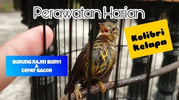 PERAWATAN HARIAN BURUNG KOLIBRI KELAPA AGAR CEPAT GACOR | KORLAP GACOR | KOLIBRI KELAPA GACOR