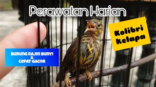 PERAWATAN HARIAN BURUNG KOLIBRI KELAPA AGAR CEPAT GACOR | KORLAP GACOR | KOLIBRI KELAPA GACOR