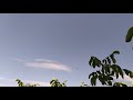 Бойные голуби Леушковское муроголовое молодое на посадке