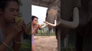 มหาเฮงขอกินทุเรียนด้วยน่ะแม่😂 Maha Heng, Please Eat Durian Too, Mom. #มาแรง #ช้างแสนรู้ #Elephant