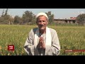 بتوقيت مصر : تقرير عن زراعة الأرز في مصر بعد خفض مساحات زراعة الأرز