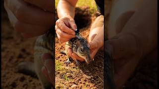 Armadillo POV 🐾 Into a Hidden Underground World Real Burrow Cam #shorts