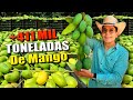 El mango que viaja a todo el mundo  mxico quinto exportador mundial