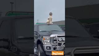 Dog got tired of waiting in the car so he decided to get some fresh air