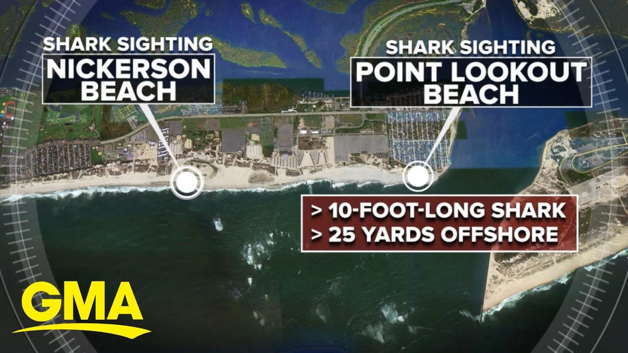 Some New York beaches restricted after shark sightings l GMA YouTube