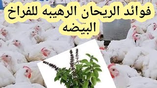 فوائد الريحان الجبارة للفراخ البيضه وطريقه تقديمه للطيور