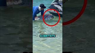This Deep-Sea Fish Terrifies Scientists🤯