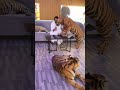 Tigers as pets are rare  cute pets kingdom