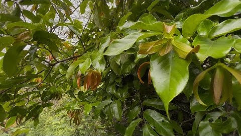 Tiếp tục cuộc hành trình đam mê cây bất ngờ gặp bụi hoa rẻ đỏ quá đẹp