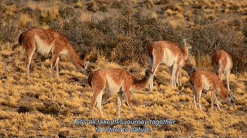 Rewilding Argentina: Helping to restore Argentina