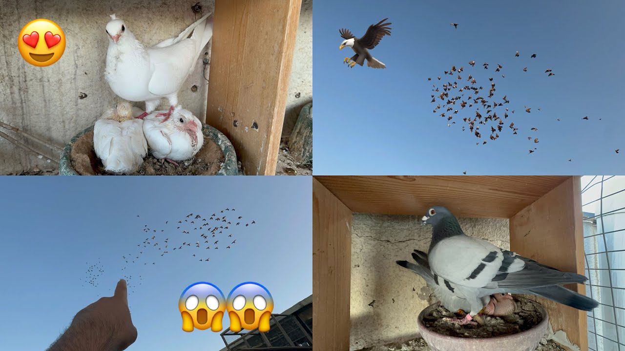 هاي شنو طشار😅 ترتيبات الانتاج😍زواجل دايه😎