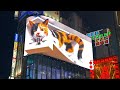 新宿3D巨大猫 / 3D giant cat in Shinjuku, Tokyo, Japan
