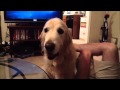 Funny Dogs, lustige Hunde zum Totlachen