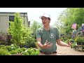 Middle Tenn. gardeners: How to handle early spring, dry weather
