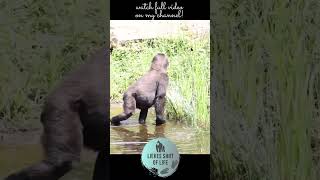 GORILLA TODLER KIANGO HAVING SPLASHING FUN