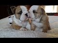 Funny and Cute Basset Hound &amp; English Bulldog Compilation 2017