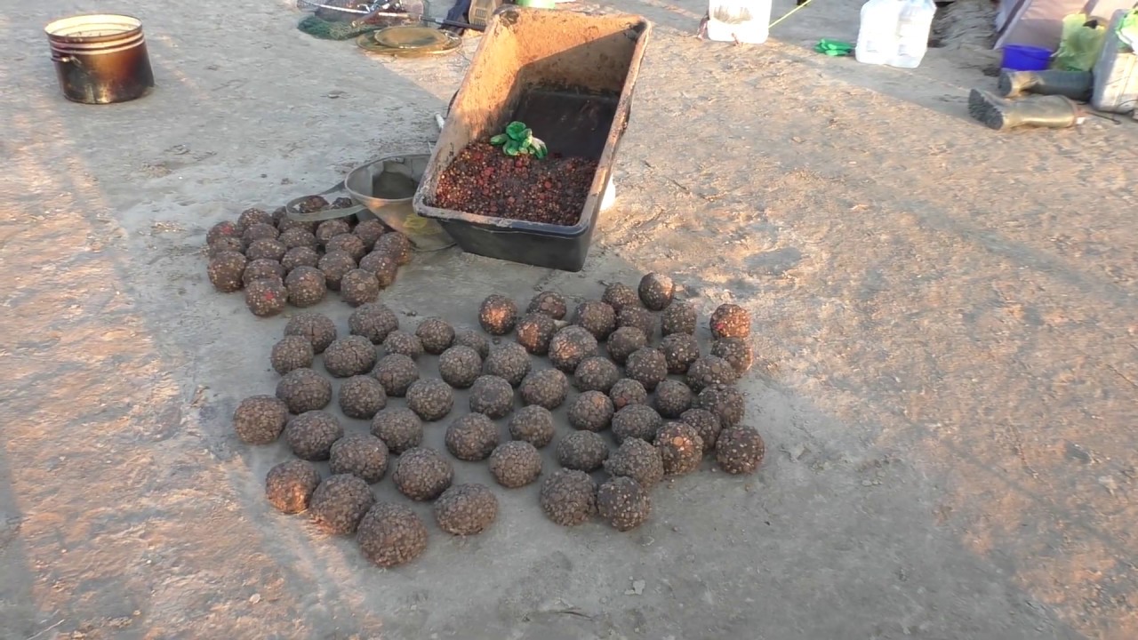 Рыбалка на Сазана нижняя Волга полный фильм о Карпфишинге на дикаре ...