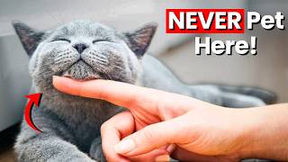 YOU are petting Your CAT All WRONG (Here's How to fix it)