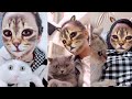 Cats' hilarious reaction when they see cat filter on owners' faces | Funny Cat Videos 2019