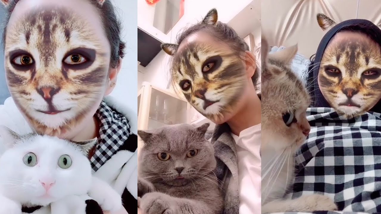 cats reaction to cross｜TikTok Search