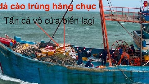 đầu năm ngư dân dả cào: T.X. Lagi - trúng hàng chục tấn cá,thật là 1 năm bội thu hãy like.đăng ký