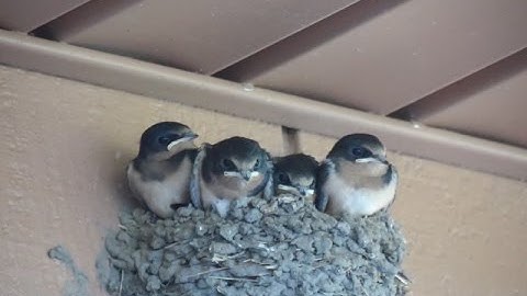 Barn Swallow Nest