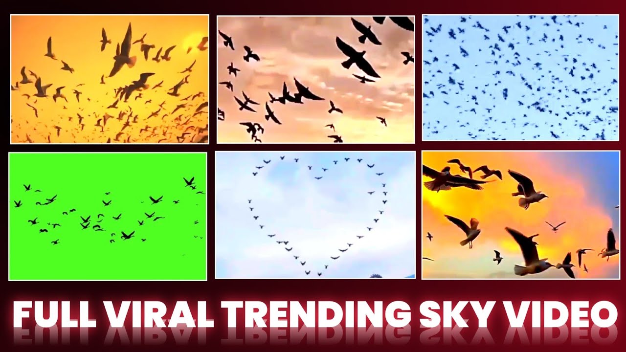 New Trending Sky Video Background फ्री? ? Bird Png Video Download Link !  Sky Bird Video Download - YouTube