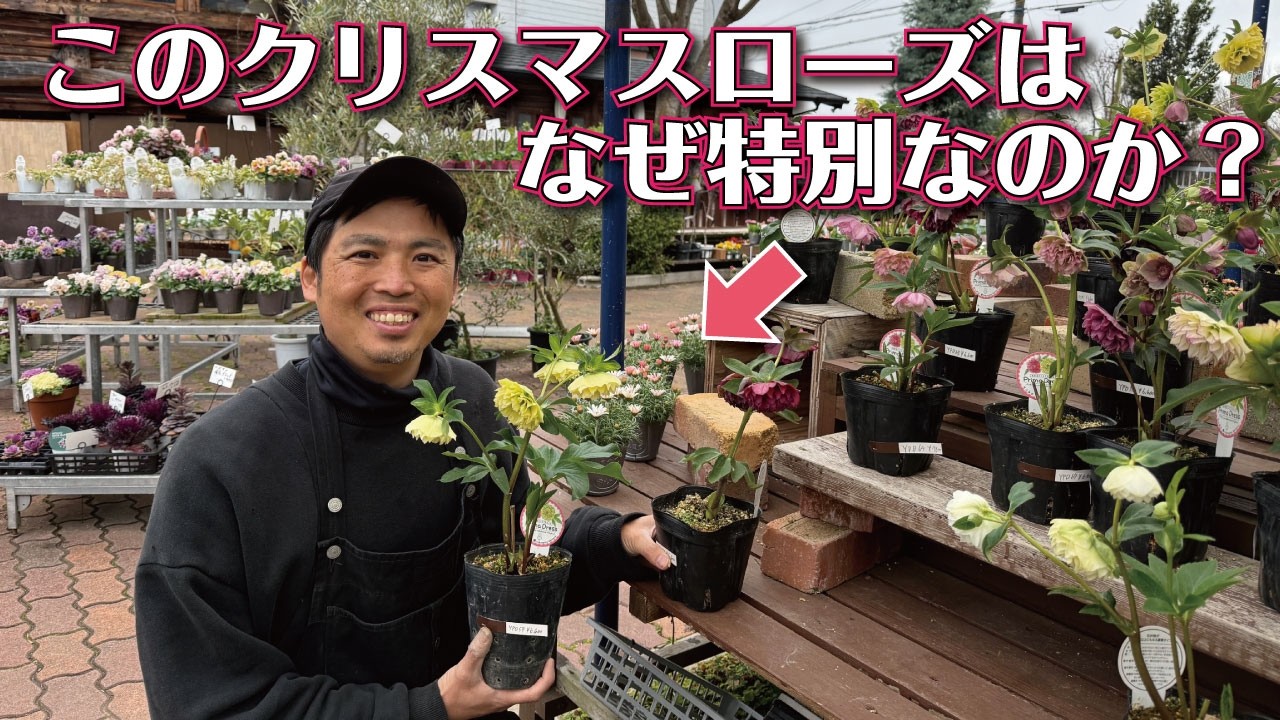 横山園芸クリスマスローズはなぜ「特別」なのか？
