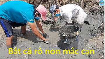 336 | Bắt cá rô non mắc cạn về nhà nuôi | Fishing