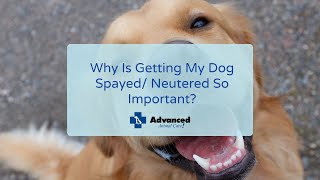 Why Is Getting My Dog Spayed/ Neutered So Important? by Advanced Animal Care 208 views 2 years ago 2 minutes, 45 seconds