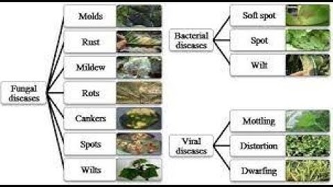 8 class Image Classification of Mango leaf disease