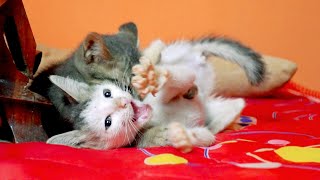 Sibling kitten hugs intense white kitten and fighting immediately by Manx Kitten 1,252 views 9 months ago 1 minute, 19 seconds