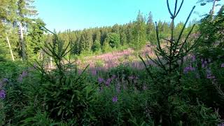 Meditation in Motion: A Mindful Hike with Nature Sounds [Part 17/25]