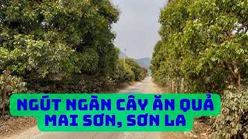 🌿 Khám Phá Vựa Trái Cây Trên Cao Nguyên Mai Sơn, Sơn La 🍊🍇