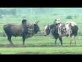 Bulls Fight On The Village | New Bull Fight Video | Bulls Video