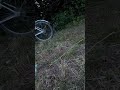 Енот