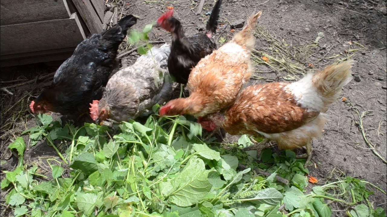 Можно ли курам свеклу. Куры клюют траву. Курица клюет. Еда для курей. Куры в огороде.