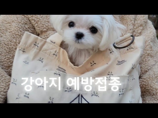강아지 예방접종