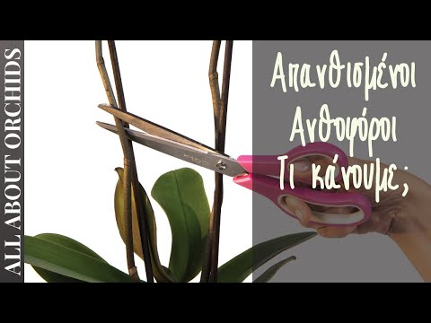 Βίντεο: Post Bloom Orchid Care - Πώς να φροντίσεις τις ορχιδέες μετά την ανθοφορία