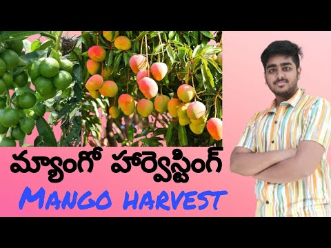 Village mango Garden #lemon plants#mango harvesting #tyes of mangoes