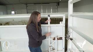 BQA Focal Points: Cattle Handling