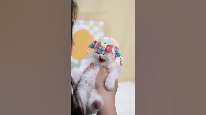 Video 10808661: cats cutecat meow catlover, kitten cat pets adorable, cat kitten cute pets, cat kitten pets funny, cats meowing cute dogs