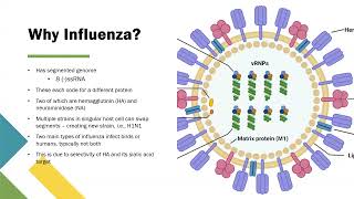 Influenza and the Dangers of Antigenic Shift