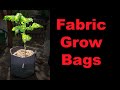 Grow Bags For Tomatoes, How and Why in 2020!