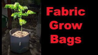 Grow Bags For Tomatoes, How and Why in 2020!